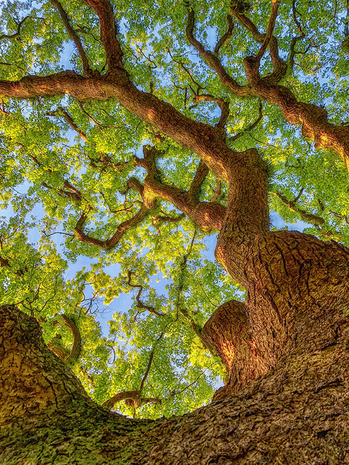 The Phenomenality of Japan's Sacred Shinto Trees - IES